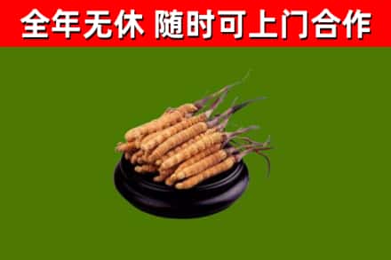 环江县烟酒回收冬虫夏草.jpg